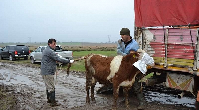 Biga'da Köylülere 216 Adet İnek Dağıtıldı