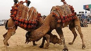 Deve Güreşleri İptal..