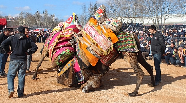 Yılın en büyük deve güreşi, 5 Şubat'ta Biga'da