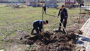 Biga'da 3 ayda 7 bin ağaç dikiliyor