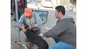 Biga'da av köpekleri aşılandı