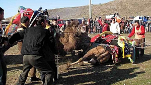 Deve Güreşi severler Pazar Günü Ayvacık'ta Toplanıyor