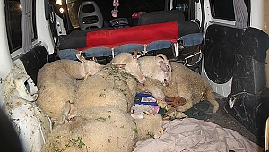 Hayvan hırsızları yakalandı