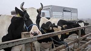 Hollanda İnekleri Geri Gönderildi