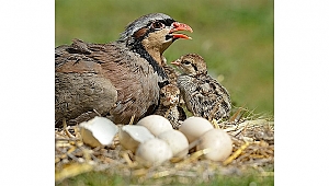 Avcılara av yasağı uyarısı