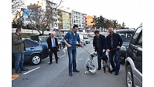 Biga'da av köpekleri aşılandı