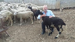 Biga'dan Çalınan Hayvanlar Balıkesir'de Bulundu.