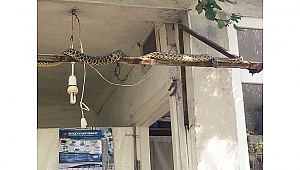 Dev yılan vatandaşları korkuttu