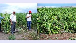 Biga'da Şiddetli Dolu Tarım Arazilerini Vurdu