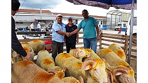 Biga'da canlı hayvan borsası canlandı