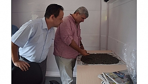 Biga'da sezonun ilk ayçiçeği alımı başladı