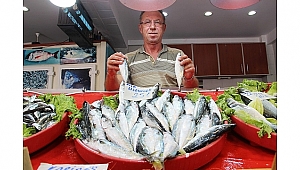 Palamutun yerini uskumru aldı