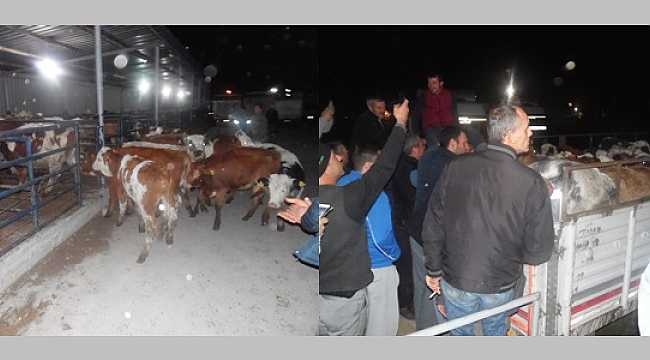 Genç Çiftçilere Büyükbaş Hayvan Hediyesi