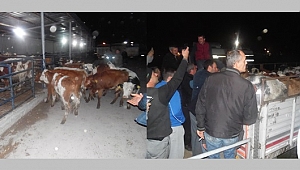Genç Çiftçilere Büyükbaş Hayvan Hediyesi