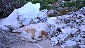 Biga'da Yürek Burkan Görüntü! Çöplükte Ölü Köpekler Bulundu