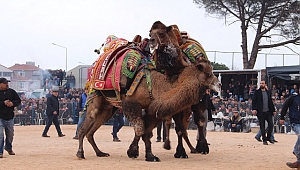 Yılın en büyük deve güreşleri Biga'da