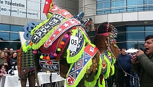 Biga'da deve güzeli yarışması