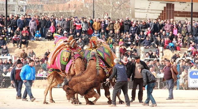 Seyircilerin Arasına Dalan Deve 1 Kişiyi Yaraladı