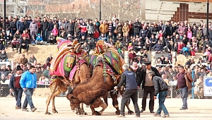 Seyircilerin Arasına Dalan Deve 1 Kişiyi Yaraladı