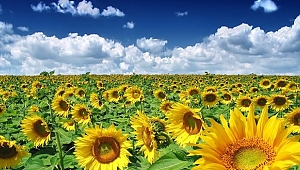 Ayçiçek Ön Alıp Fiyatları Belli Oldu