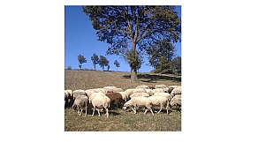 Biga'da Meradan Koyunlar Çalındı