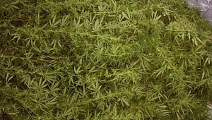 Biga'da Uyuşturucu ve Kaçak İçki Operasyon