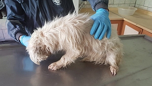 Teşekkürler Biga Belediyesi