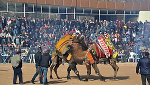 Biga Geleneksel Deve Güreşleri yapıldı