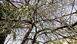 Erikler Çiçek Açmaya Başladı