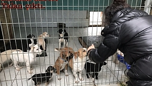 Skandal barınak haberi yalan çıktı