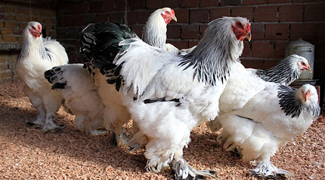 Süs Tavukları Görsel Etkinliği ve Satış Mezadına Sayılı Günler Kaldı