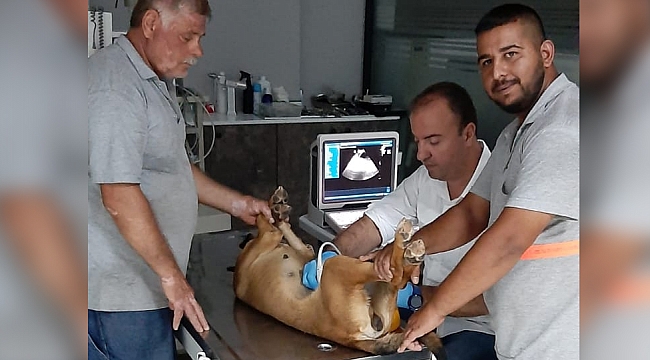 BARINAK ÇALIŞANLARININ DİKKATİ KÖPEKLERİ HAYATA BAĞLADI