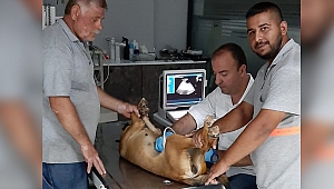 BARINAK ÇALIŞANLARININ DİKKATİ KÖPEKLERİ HAYATA BAĞLADI