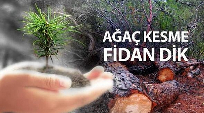 Ağaç Kesme Fidan Dik