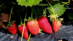 BİGA'DA TARIMIN YENİ GÖZDESİ ÇİLEK