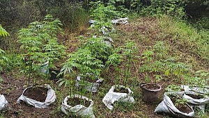 BİGA'DA 239 KÖK HİNT KENEVİRİ ELE GEÇİRİLDİ