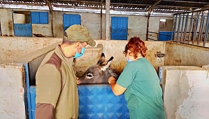 ATLAR MİKROÇİPLE TAKİP EDİLİYOR