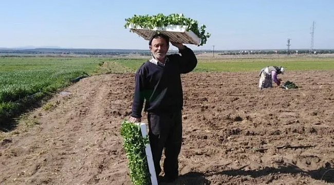 Bozlar Karpuzu 75 Gün Sonra Sofralarımızda