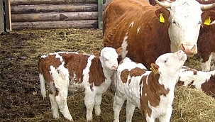 BUZAĞI DESTEK ÖDEMELERİ BAŞLADI