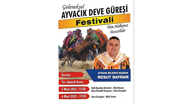 AYVACIK'TA DEVE GÜREŞİ HEYECANI 