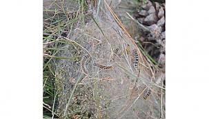 ÇAMKESE İLE AKTİF MÜCADELE