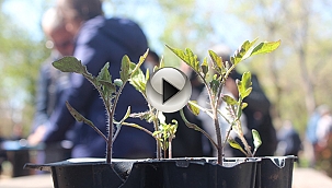 DOMATES FİDELERİNE YOĞUN İLGİ