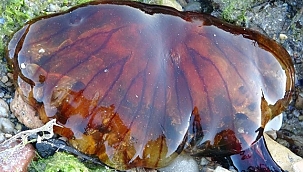 ZEHİRLİ DENİZANALARI ÇANAKKALE'DE GÖRÜLDÜ