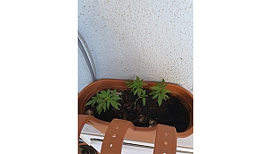 GELİBOLU'DA UYUŞTURUCU OPERASYONU!