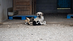 BİGA BELEDİYESİ'NDEN KISIRLAŞTIRMA SEFERBERLİĞİ