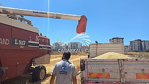 ATALIK BUĞDAY VE YEMLİK ARPANIN HASADI GERÇEKLEŞTİRİLDİ