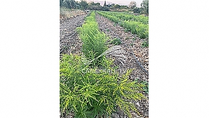 KADIN EMEKLERİ İLK ÇİÇEKLERİNİ VERDİ