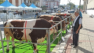 BİGA SIĞIRCILIĞI GÜZELLİK YARIŞMASI BÜYÜK HEYECANA SAHNE OLDU