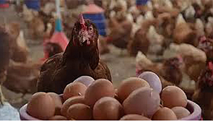 KÜMES HAYVANCILIĞI ÜRETİMİNDE ARTIŞ VAR