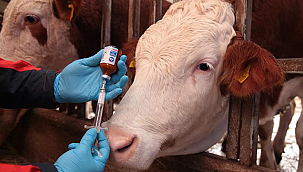 ŞAP VE BRUSELLA AŞI KAMPANYASI ÇANAKKALE'DE BAŞLADI